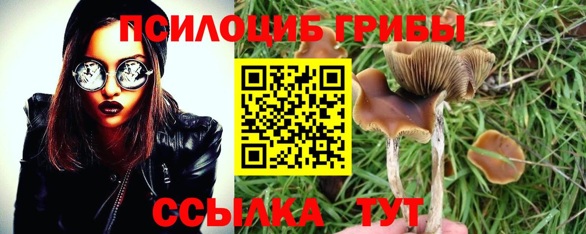 Галлюциногенные грибы Magic Shrooms  Вход с VPN  Видное  Псилоцибиновые грибы Psilocybe 